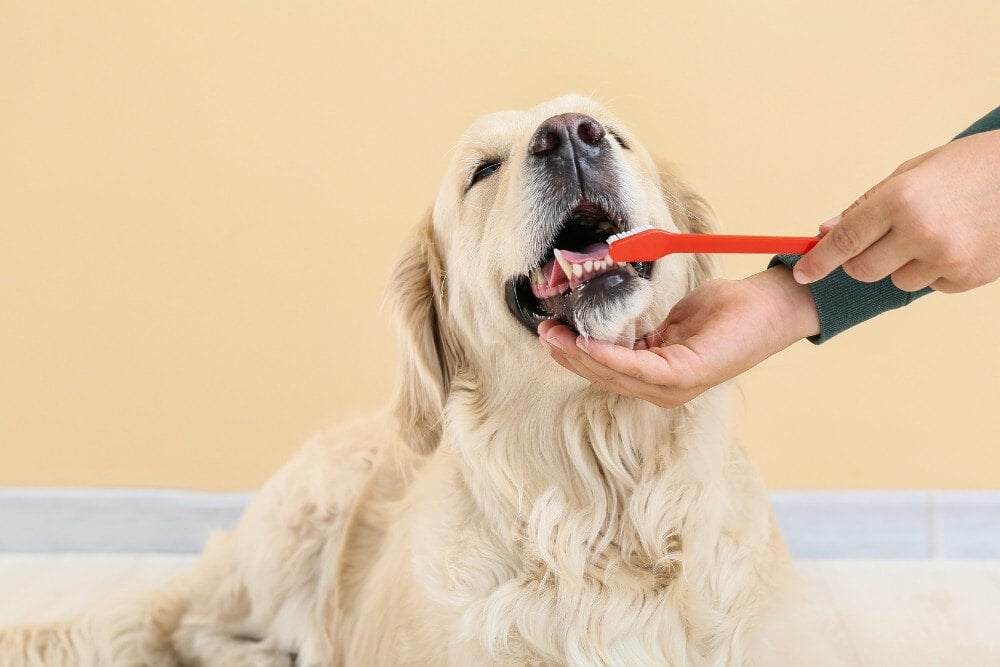 pet-dentistry